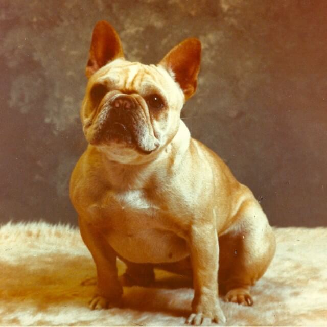 Old studio photo of a French Bulldog.