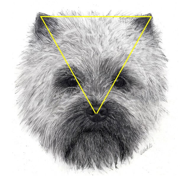 Figure 1. Ideal equilateral triangle of the Cairn head seen from direct front. The triangle is formed from the nose, through the eye positions, to the tips of the ears. (Source: CTCA Illustrated Standard available for sale through the CTCA website.)