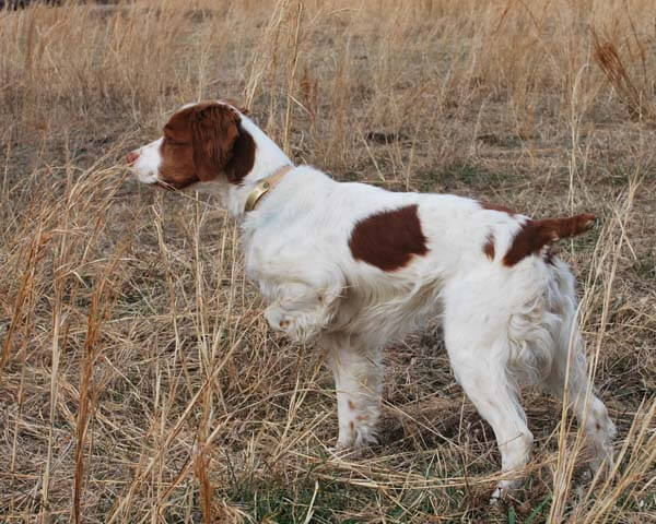 Brittany dog in the field.