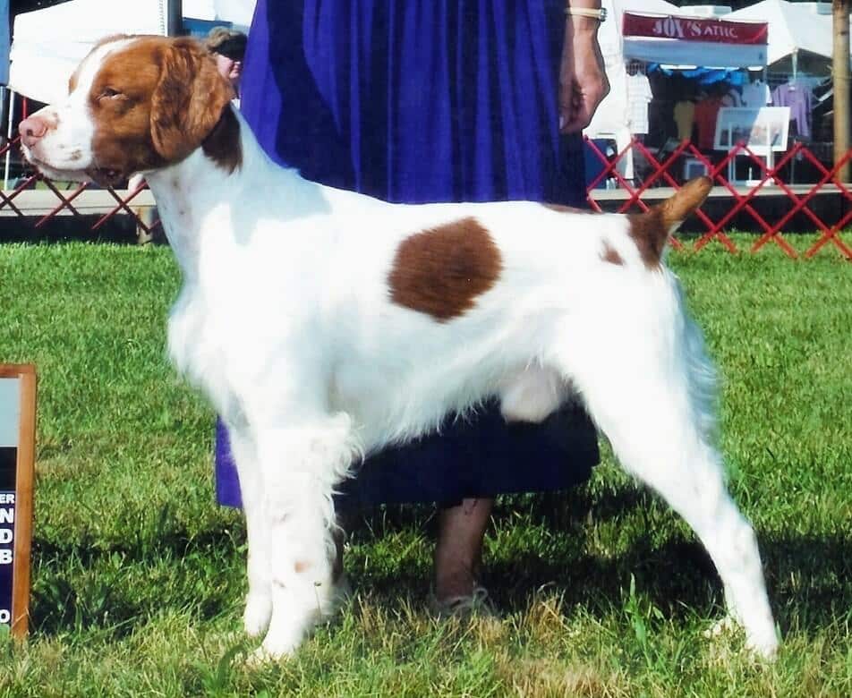 Brittany at a dog show.