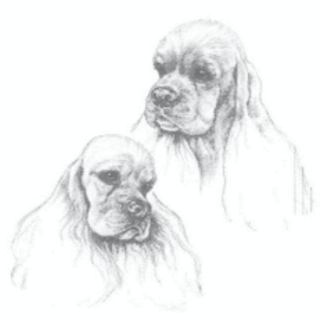 Figure 1. Courtesy the American Spaniel Club Illustrated Standard.