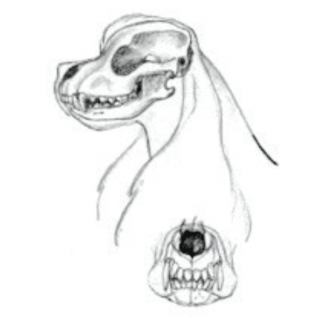 Figure 2: Teeth strong and sound, not too small and meet in a scissors bite. Courtesy the American Spaniel Club Illustrated Standard.