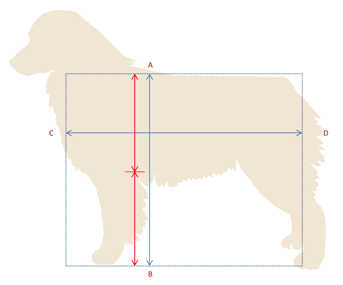 Figure 1: From the standard, "Measuring from the breastbone to rear of thigh and from top of the withers to the ground the Australian Shepherd is slightly longer than tall.” Our standard also calls for stamina which would indicate a legginess ratio (withers to elbow and elbow to ground) of 1:1 or equidistant.
