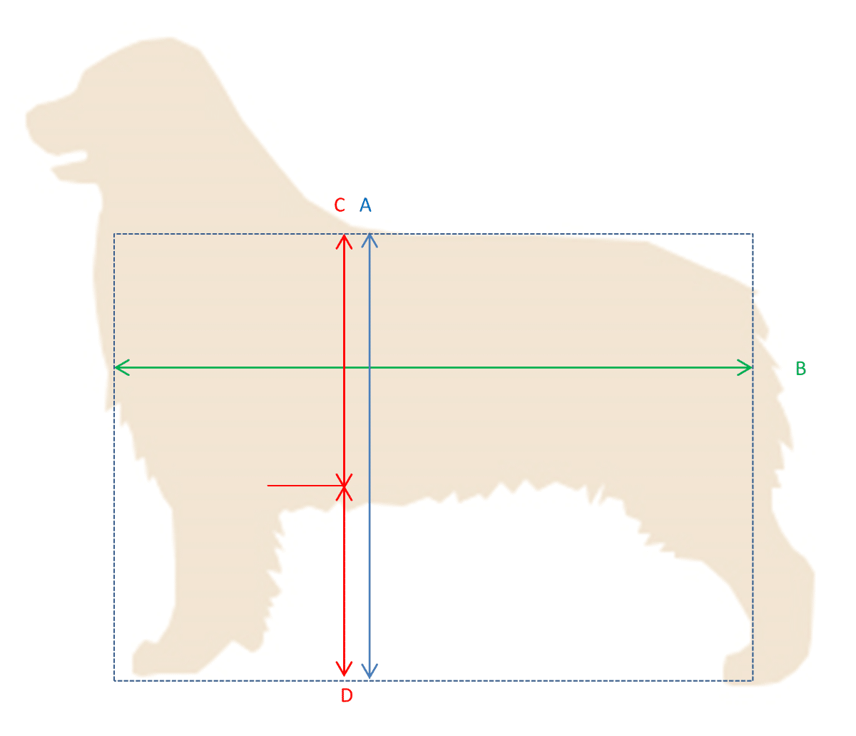 Figure 2: An example of "long and low." The profile outline shows a more definitive rectangle rather than slightly longer than tall (Lines A and B). In addition the legginess ratio (Lines C and D) are not equal. The body of the dog is noticeable longer, Line C, than the length of the leg, ine D.
