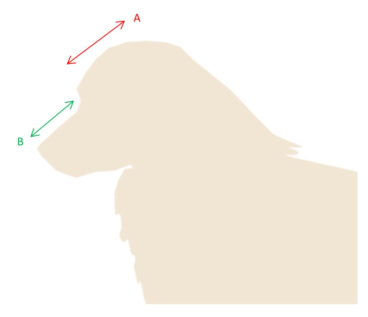 Figure 3: Line B is equal to or slightly shorter than Line A. Line A and Line B should ideally form parallel planes. The length and width of the topskull are also equal.