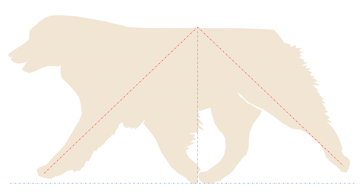Figure 4: When viewed from the side the gait is balanced front to rear. The legs meet under the body at the midpoint of the dog. The front paw should not reach past the nose. We do not call for a flying trot which would detract from stamina as would tremendous reach and drive (TRAD).