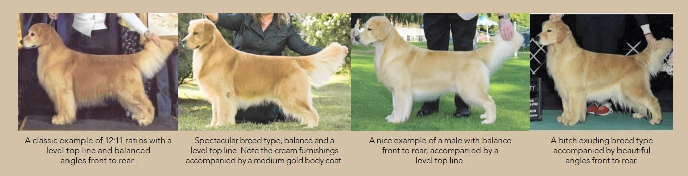 Comined photo with four Golden Retriever dogs.