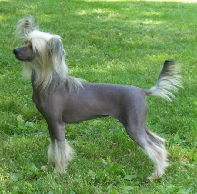 Chinese Crested