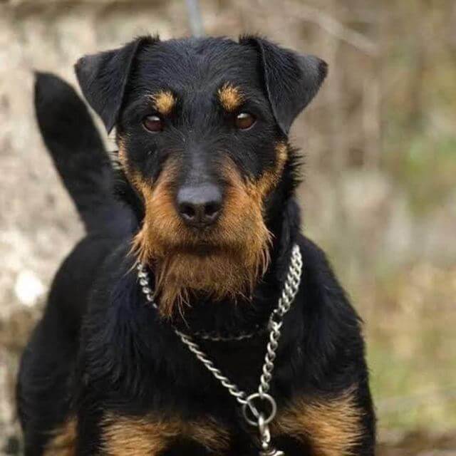 Jagdterrier