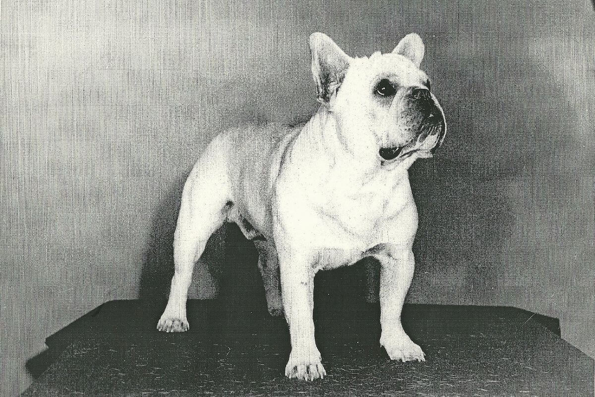 Old photo of a French Bulldog.