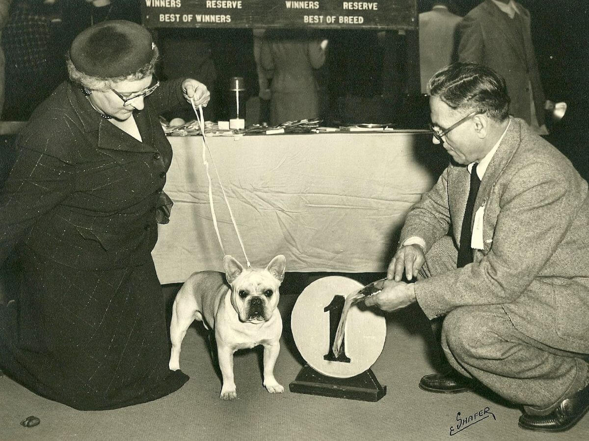 Old photo of a French Bulldog at a dog show.