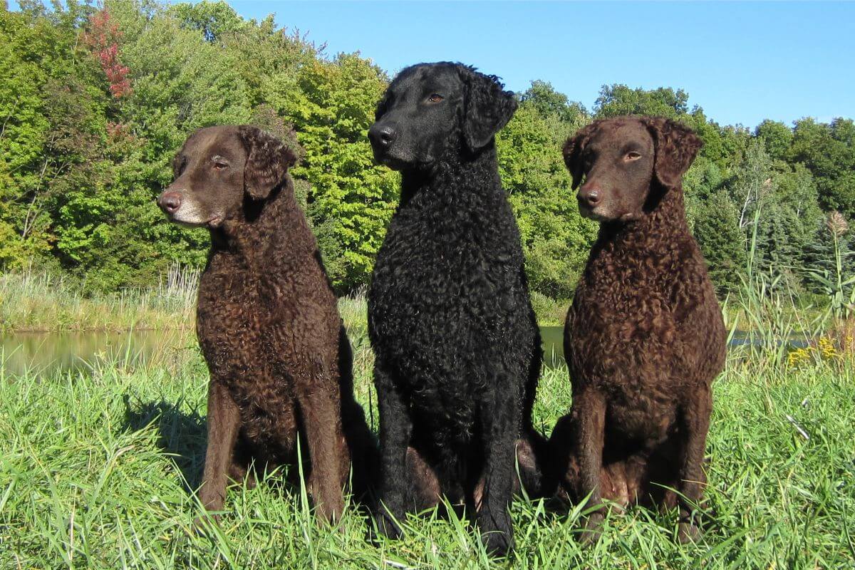 Three Curly-Coated Retrievers outside in the nature.
