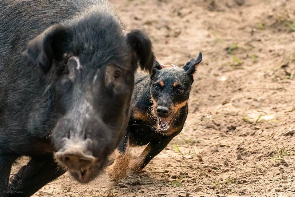 Jagdterrier