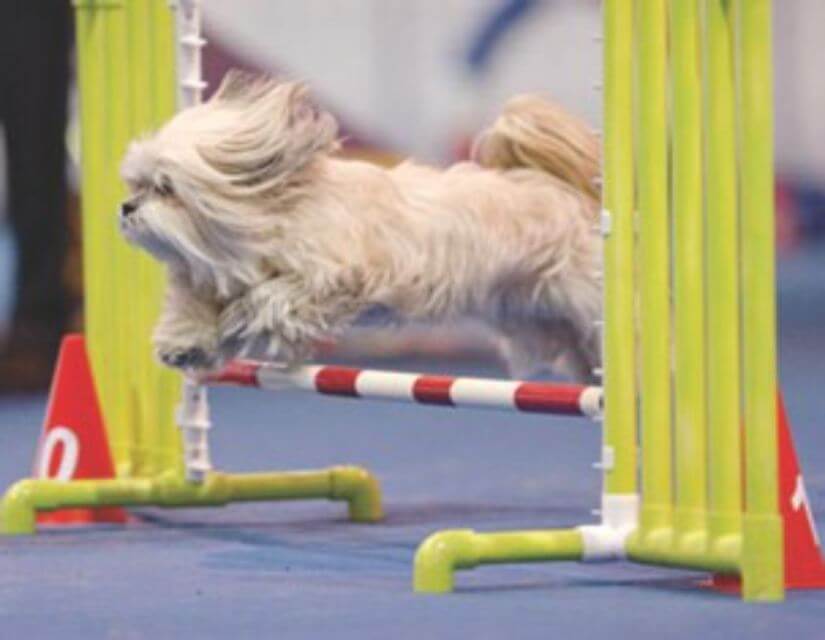 Lhasa Apso