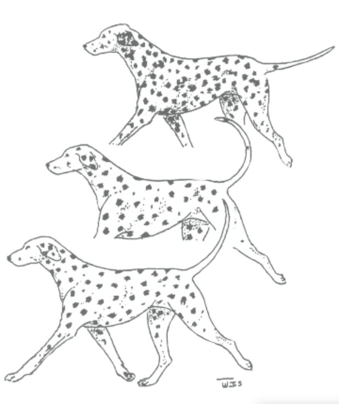 Illustartion of Dalmatian tails.