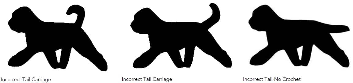 Briard illustration.
