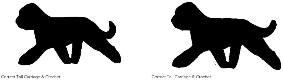 Briard illustration.