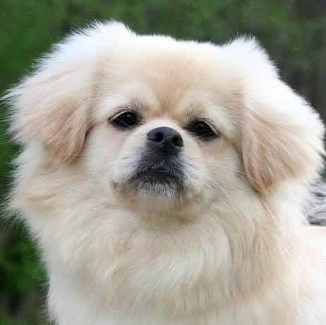 Close-up head photo of a Tibetan Spaniel.