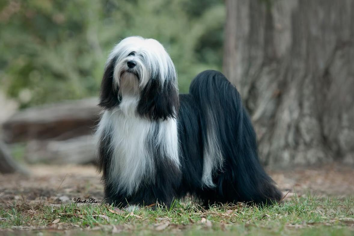 Tibetan Terrier standing outside on the grass.