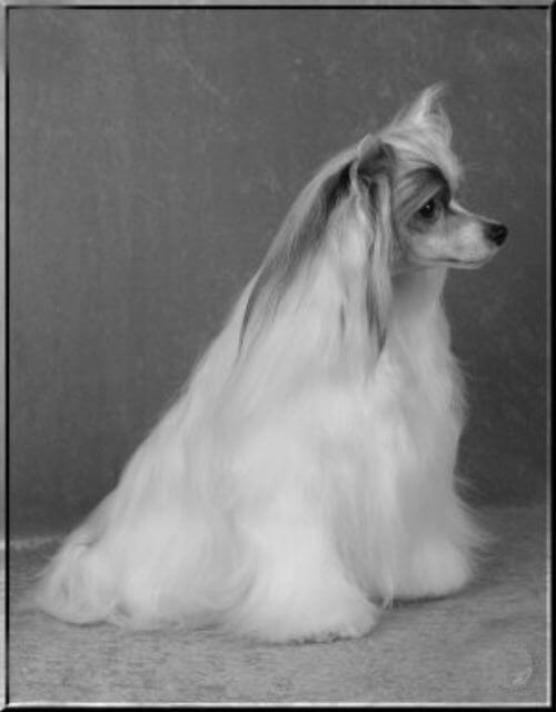 Chinese Crested