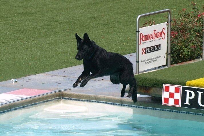 German Shepherd Dog doing Dock Diving.