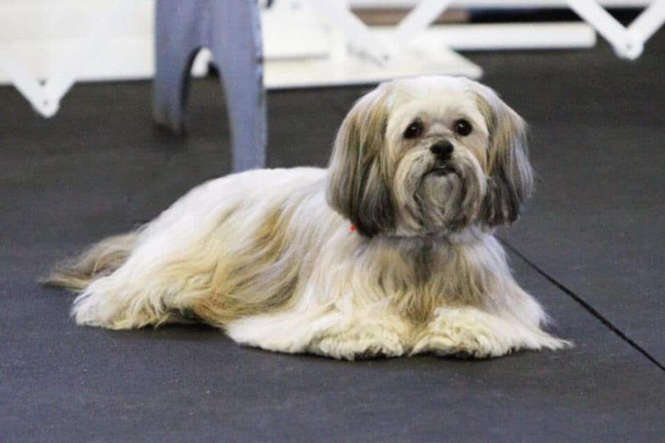 Lhasa Apso