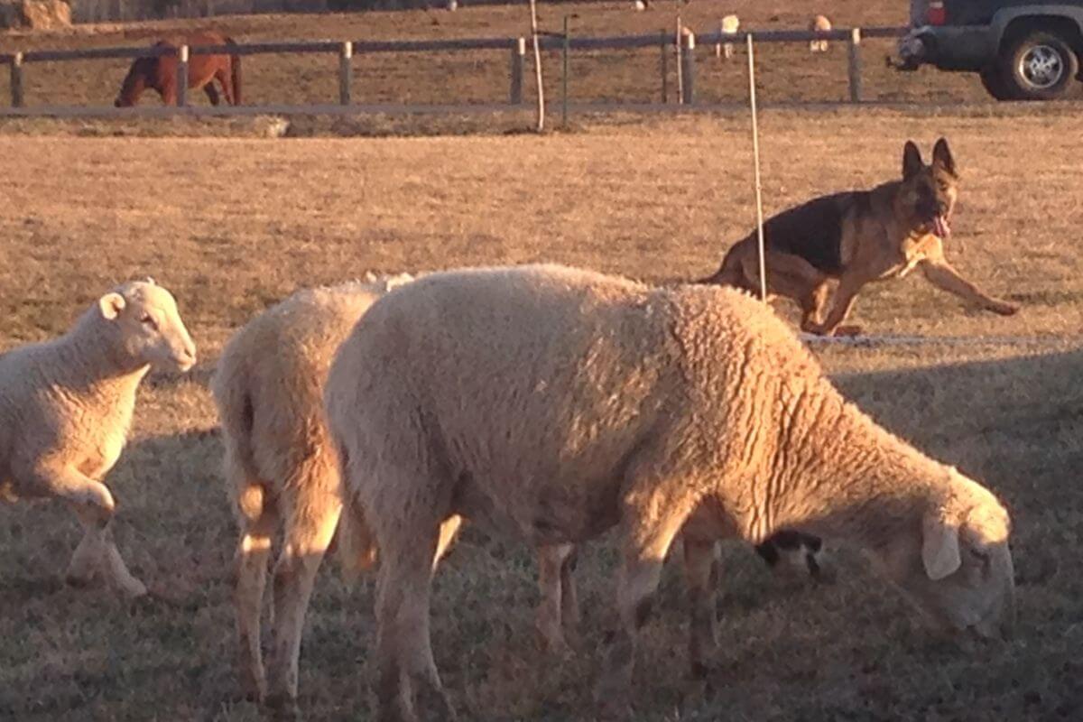 German Shepherd Dog doing herding.