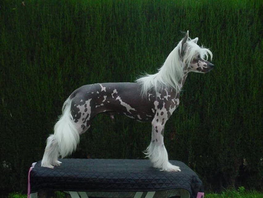 Chinese Crested