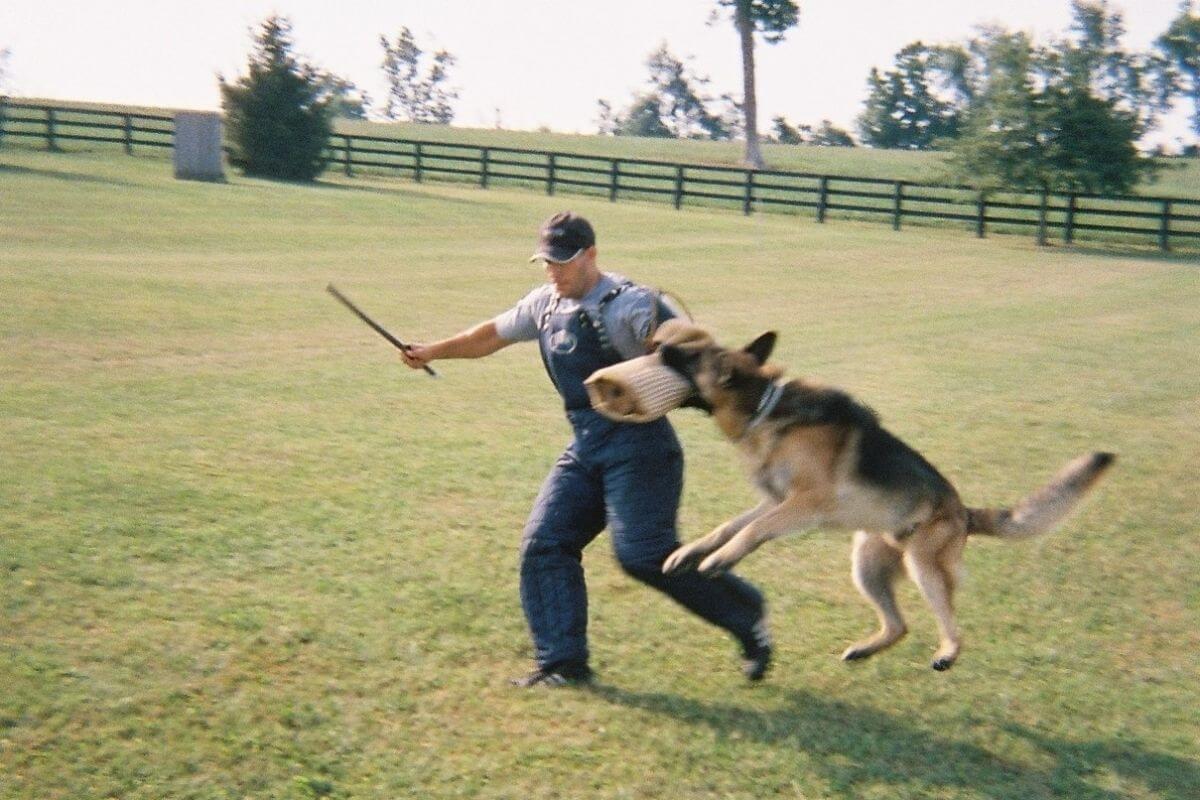 German Shepherd Dog doing Schutzhund (IPO)
