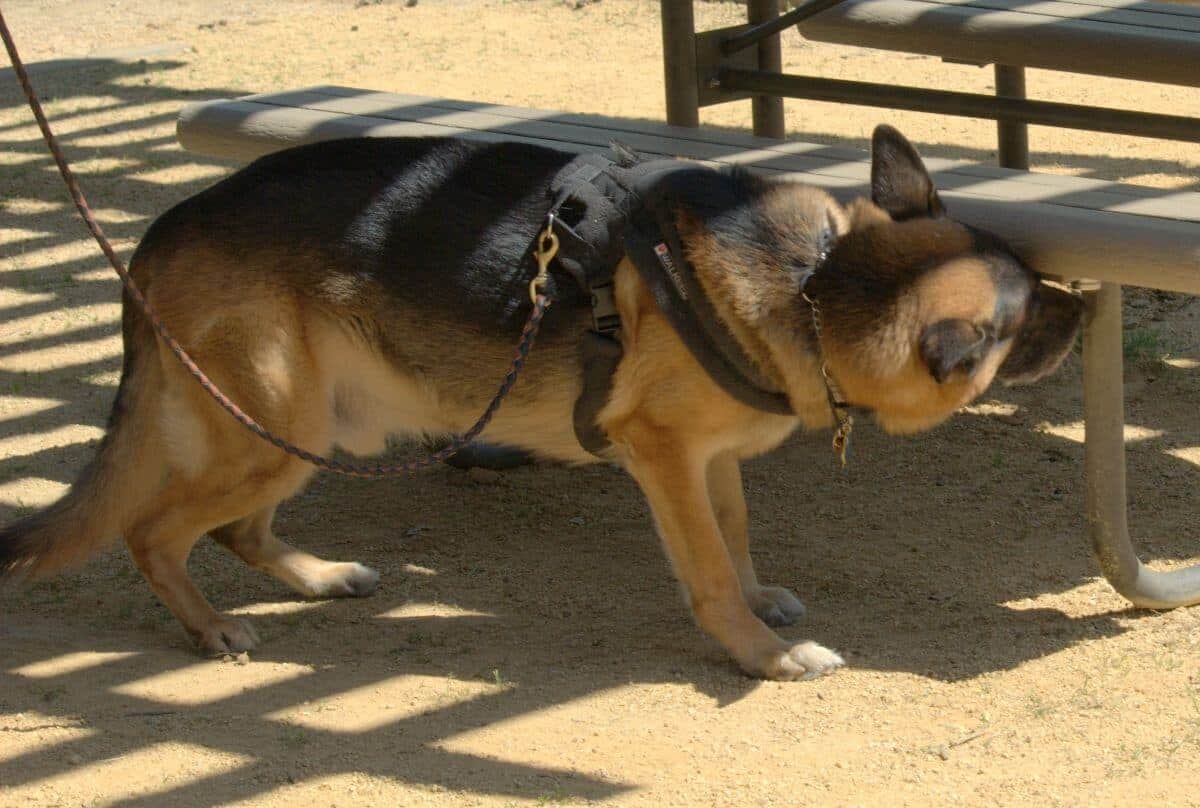 German Shepherd Dog doing Nose Work (Scent Work)