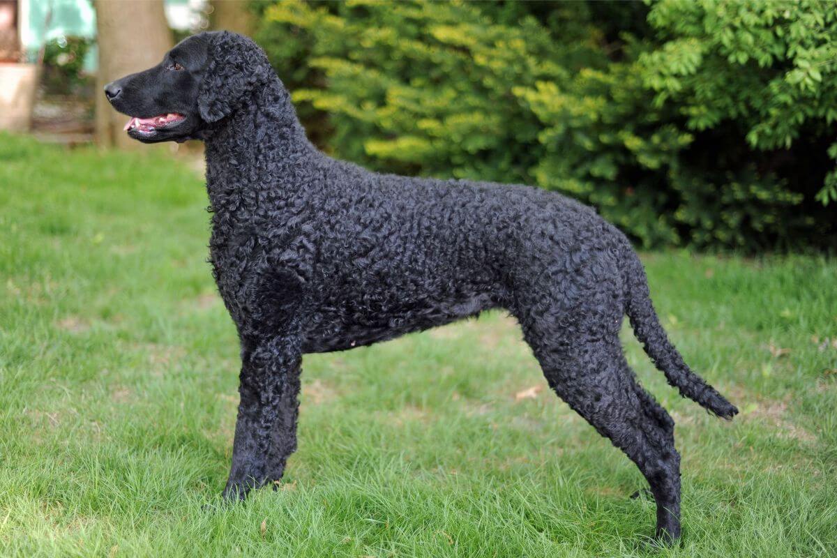 Side photo of a Curly-Coated Retriever outside in the yard.