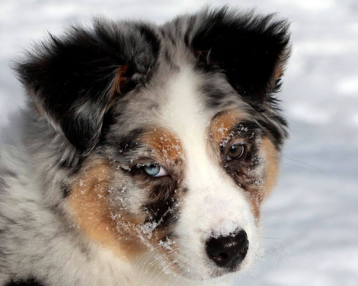 Any eye color, eye color combination with flecks and marbling allowed.Photo by Valerie Yates.