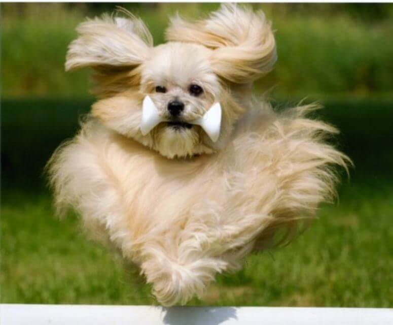 Lhasa Apso