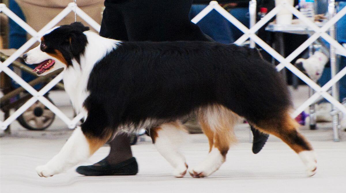 Black tri male side gait.Photo by Amber Aanensen.