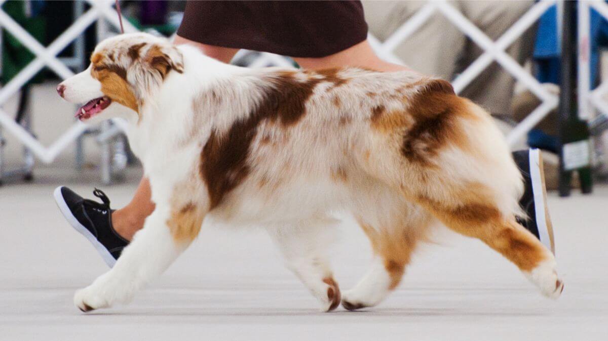 Red merle female side gait.Photo by Amber Aanensen.
