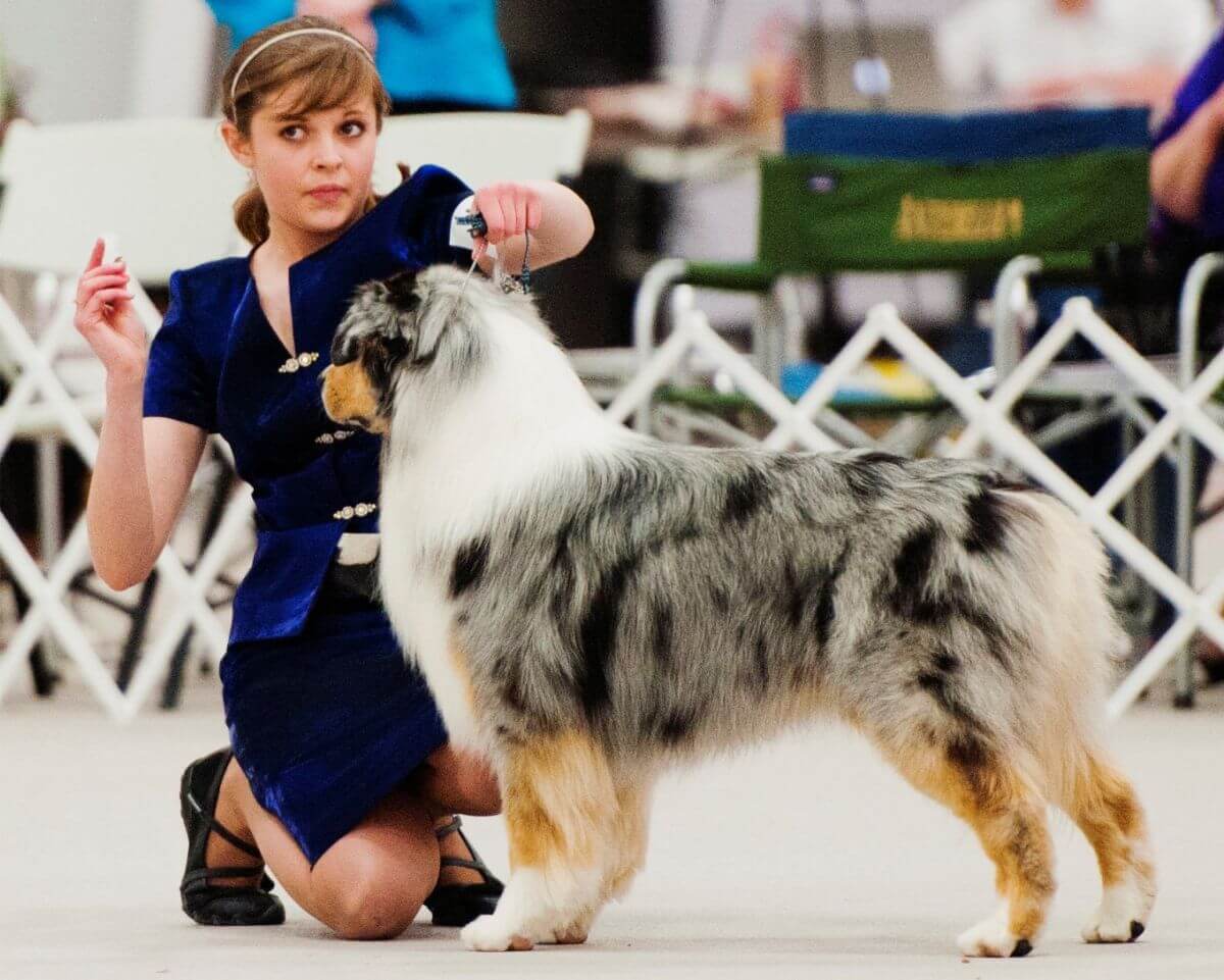 Blue merle male stacked.Photo by Amber Aanensen.