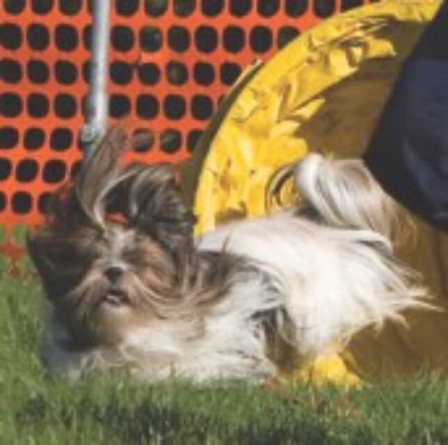 Lhasa Apso
