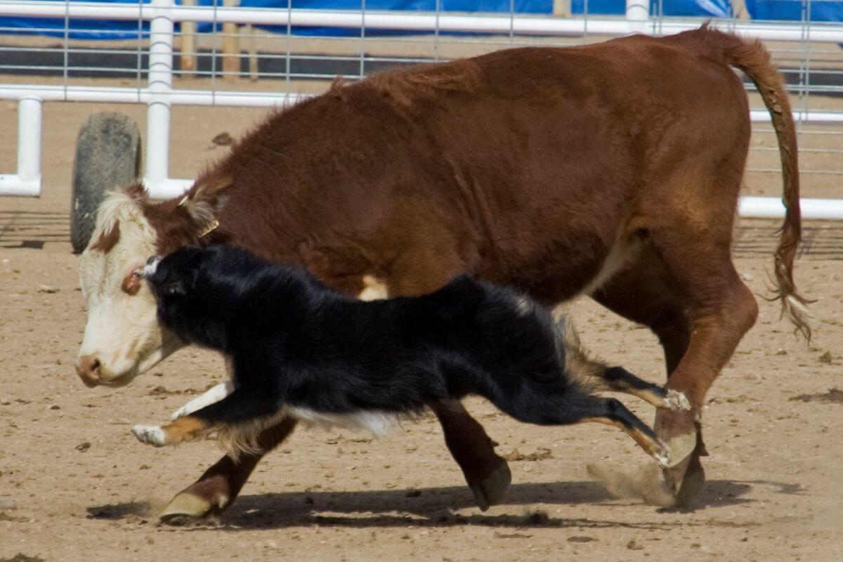 Judging the Australian Shepherd: Beyond the Basics