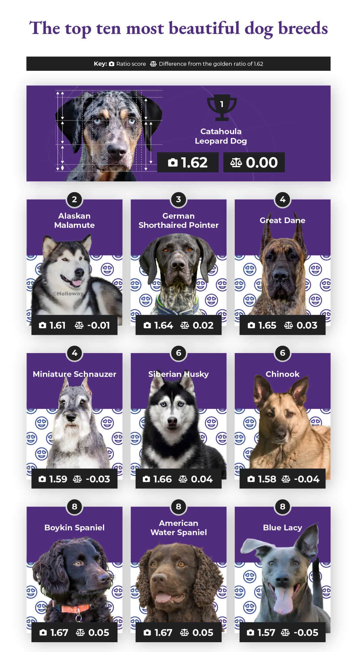 The top ten most beautiful dog breeds