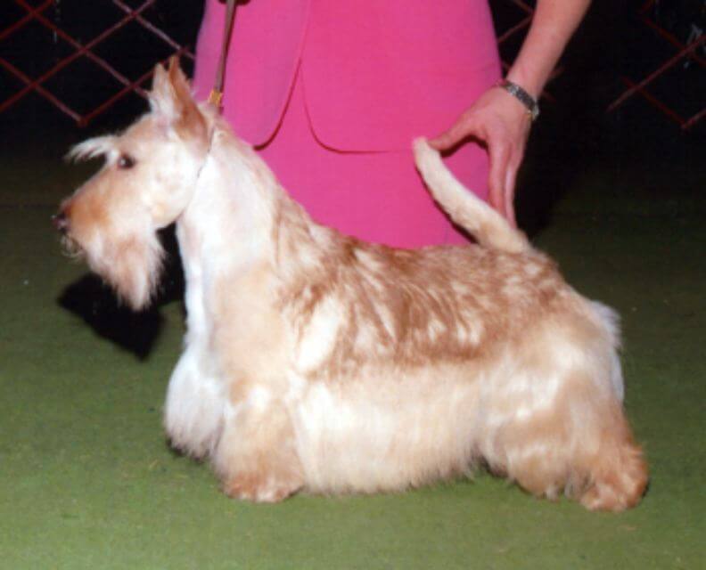 Scottish Terrier
