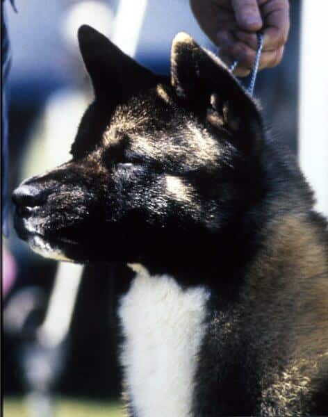 Close-up side head photo of an Akita