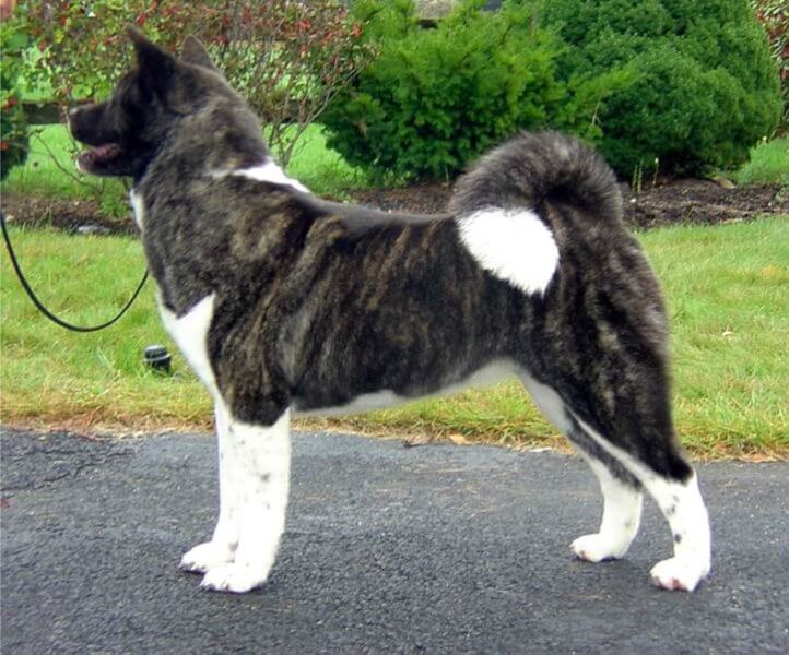 Side photo of an Akita