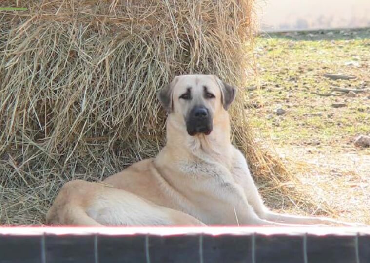 Anatolian Shepherd lying by the haystack