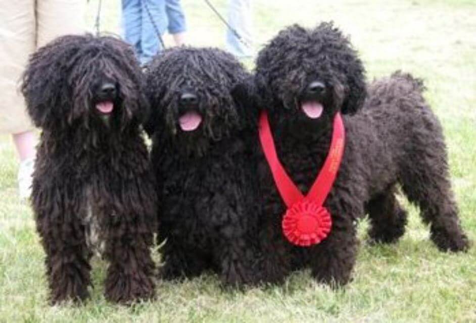 Three Spanish Water Dogs