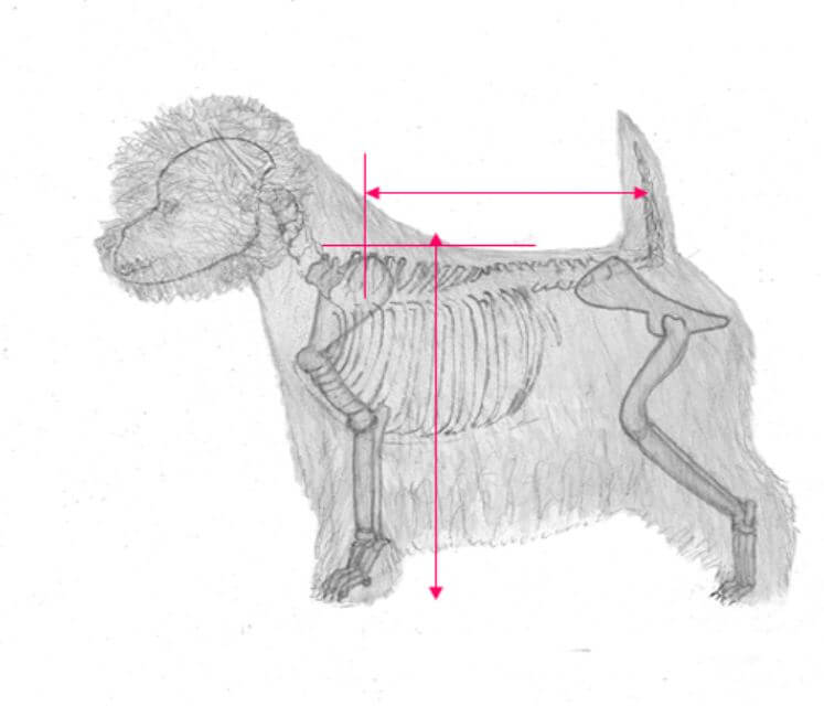 Balance Measuring slightly shorter from withers to base of tail than from withers to ground. (From our judges education presentation)