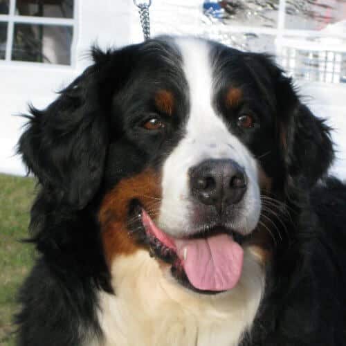Close-up head photo of a Bernese Mountain Dog.