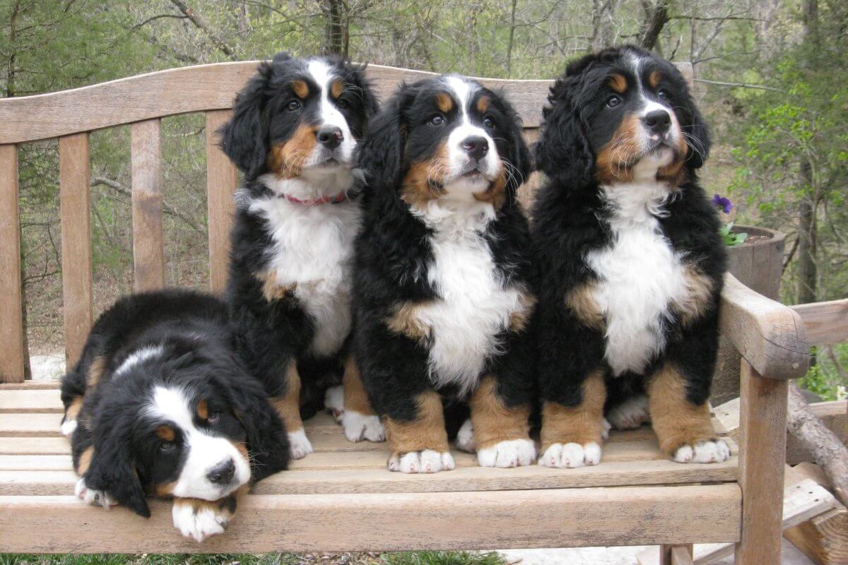 Four Bernese Mountain Dog puppies sitting on a wooden bench.