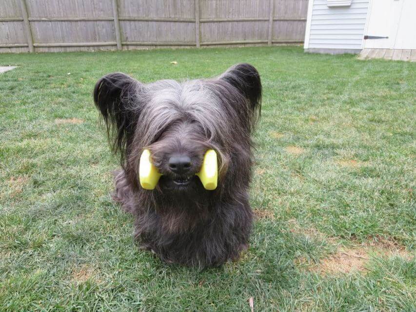 Skye Terrier