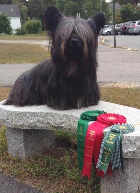 Skye Terrier