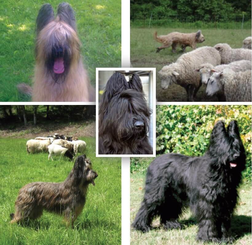 Five combined photos showcasing the Briard.